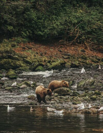 Two bears in a river, hunting fish.