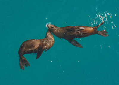 Two seals touching heads in turquoise water